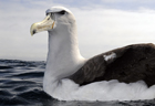 Salvins albatross270 copy.jpg